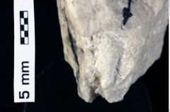 Foto (Detailansicht) von Cyclothyreus sp. (NHMW-GEO-1990-0041-0412)